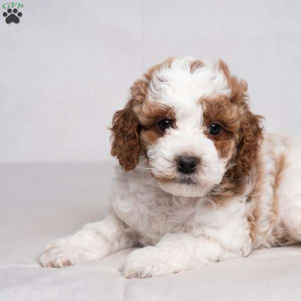 Geneva, Cavapoo Puppy